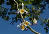 Dendrobium crystallinum, flower 7 cm across