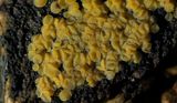 Geelgroene mollisia, 1 - 2 mm per schijfje - Mollisia ventosa