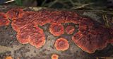 Hypoxylon ticinense