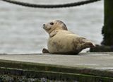 Zeehondje op de boothelling