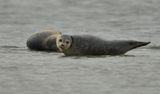 Zeehonden waddenzee
