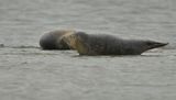 Zeehonden waddenzee