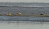 Waddenzee laagwater 