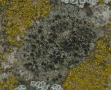 Lecanora sulphurea