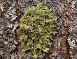 Bruin boerenkoolmos, Tuckermanopsis chlorophylla 