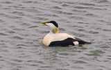 Eider balts