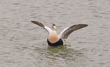 Eider man 