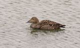Eider vrouw
