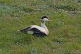 Zonnende eider