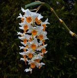 D. thyrsiflorum bloemen 4 cm