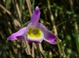 D. findlayanum groen hart