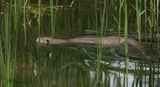 Otter