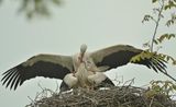 Ooievaar  Stork