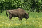 Wisent koe