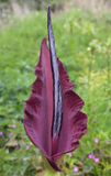 Dracunculus vulgaris, bloem 40 cm 
