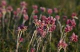 Rozenkransje vrouwelijk, Antennaria dioica