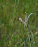 Kegelsilene