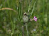 Kegelsilene, Silene conica