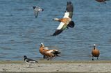 Casarcas waddenzee 