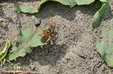 Nomada fucata