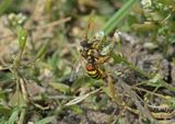Nomada fucata, kortsprietwespbij