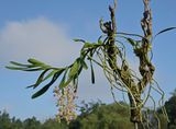 Aerides falcata