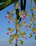 Aerides falcata detail 