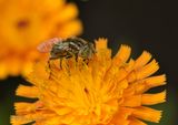 Eristalinus aeneus, Kustvlekoog