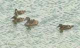 Eider met halfslag jongen