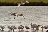 Lepelaars zonsopkomst, Spoonbill at dawn