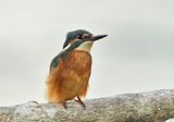 Juveniele IJsvogel