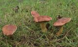 Boletus subtomentosus 