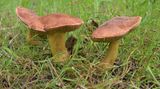 Boletus subtomentosus  
