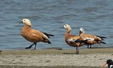 Casarcas waddenzee - Ruddy shelduck - Tadorna ferruginea