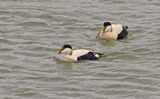 Eider mannen, Waddenzee