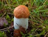 Oranje Populierboleet, Leccinum albostipitatum
