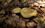 Cortinarius citrinus, Zwavelgele gordijnzwam