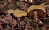 Cortinarius citrinus, Zwavelgele gordijnzwam