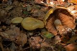 Cortinarius citrinus, Zwavelgele gordijnzwam op de oever van een beek