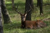 Jonge edelhert bok verstoten door het plaatshert