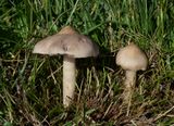 Satijnzwam, Entoloma sericeum var. sericeum