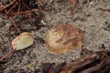 Geelroze vezeltruffel