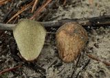 Bruine vezeltruffel vezeltruffel, Rhizopogon vulgaris