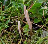Spitse knotszwam Clavaria falcata
