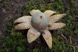 Weerhuisje, Astraeus hygrometricus