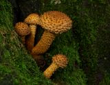 Bundelzwam, goudgele bundelzwam, Pholiota flammans