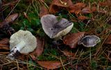 Glanzende ridderzwam Tricholoma potentosum