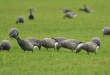 Familie rotganzen regen