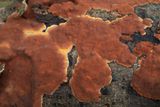Kaneelkleurige borstelzwam, Hymenochaete cinnamomea