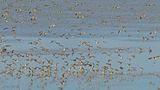 waddenzee 